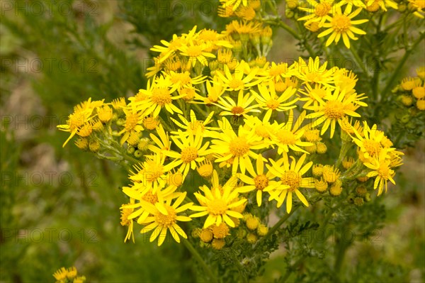 Yellow Common Ragwort flowers, Senecio jacobaea L., growing in Suffolk Sandlings, near Shottisham, Suffolk, England, UK