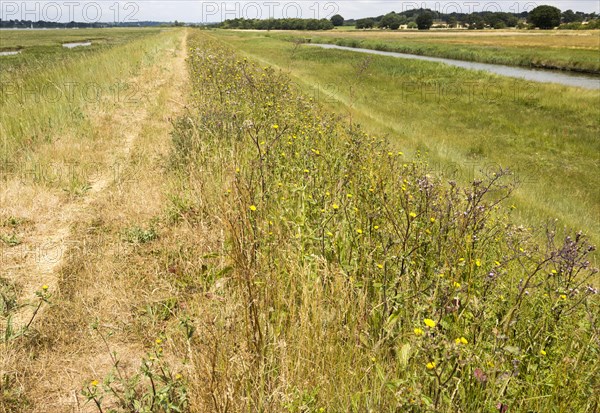 Prickly oxtongue, Helminthotheca echoes, Picris echiodes, flood defence wall of River Deben, Sutton, Suffolk, England, UK