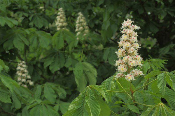 Horse chestnut (Aesculus hippocastanum), flower, tree, detail, Gross Schoenebeck, Brandenburg, Germany, Europe