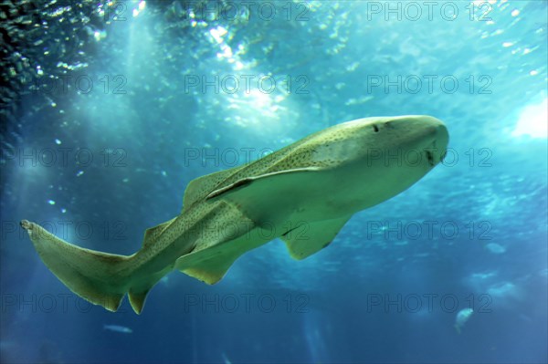 Shark in saltwater aquarium, Lisbon, Lisboa in Portugal