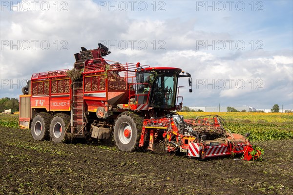 Sugar beet harvest in the Palatinate: The large mountains full of sugar beet at the edge of the field can be seen everywhere in autumn. A few days after the harvest, these sugar beets are loaded into the trailer of a lorry by a beet mouse and driven to the sugar beet factory in Offstein