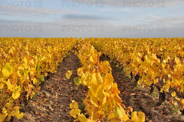 Vineyard in Pays Nantais