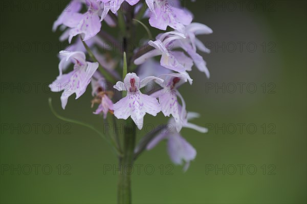 Fox orchid (Dactylorhiza fuchsii), detail, Kleinsassen, Hesse, Rhoen, Germany, Europe