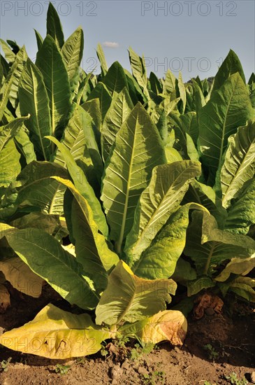 Tobacco field in Dordogne