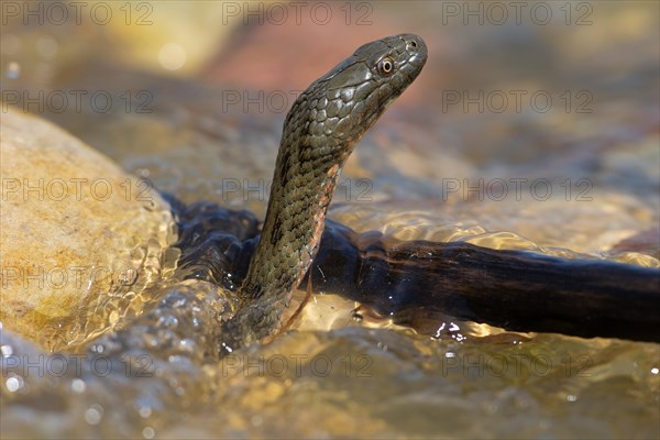 Dice snake (Natrix tessellata), Danube Delta Biosphere Reserve, Romania, Europe