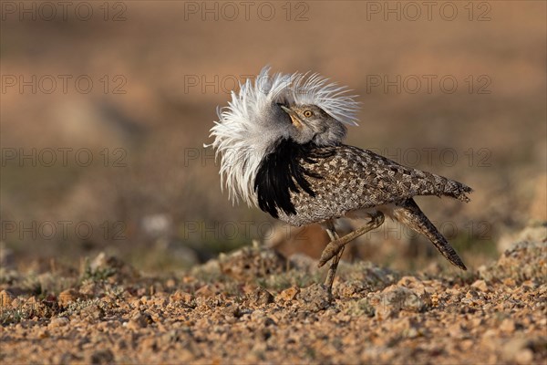 Saharan Houbara Bustard (Chlamydotis undulata fuertaventurae), mating male, Fuerteventura, Spain, Europe