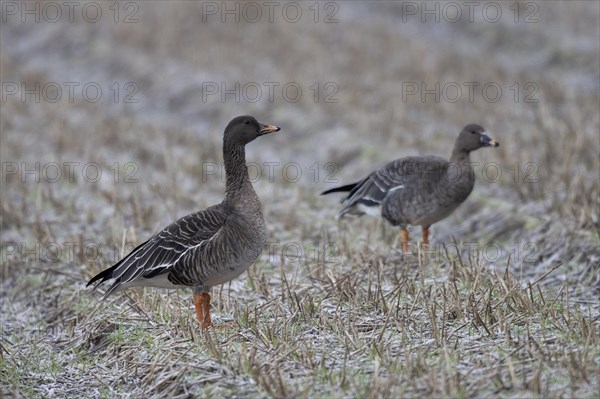 Bean goose (Anser fabalis), Texel, Netherlands