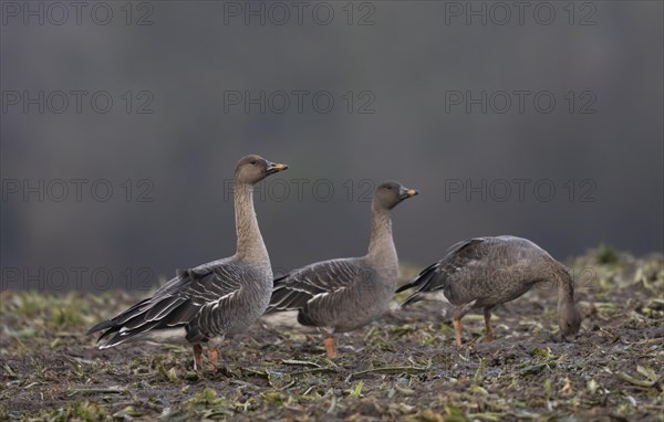 Bean goose (Anser fabalis), Texel, Netherlands