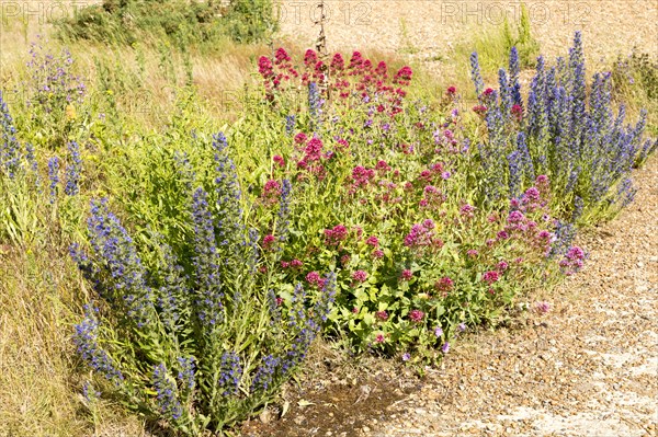 Valerian, Valeriana officinalis, and Viper's bugloss, echium vulgare, flowering at Shingle Street, Hollesley, Suffolk, England, UK