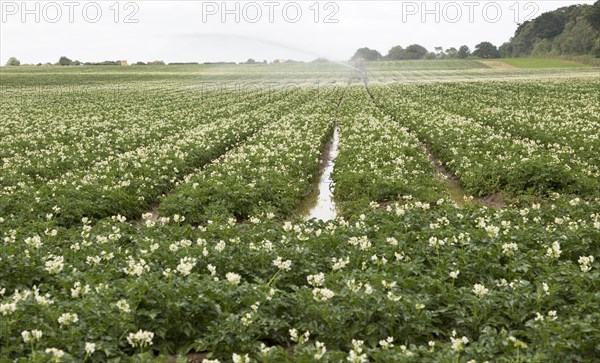 Irrigation sprayer machinery watering a crop of potatoes in a field Suffolk Sandlings, Sutton, Suffolk, England, UK