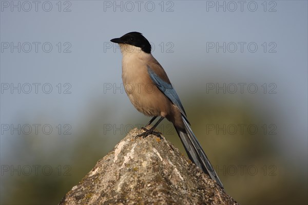 Azure-winged magpie (Cyanopica cyana), stone, Malpartida de Caceres, Extremadura, Spain, Europe