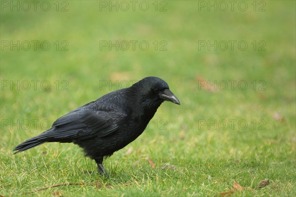 Carrion crow (Corvus corone corone), grass meadow, lawn, Wilhelma, Stuttgart, Baden-Wuerttemberg, Germany, Europe, wildlife, Europe
