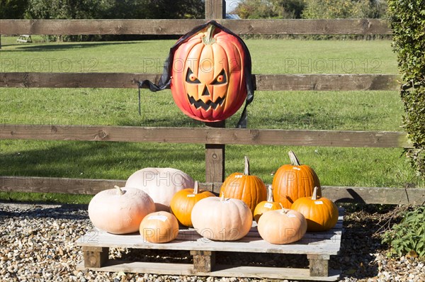 Pumpkins for sale with Halloween mask, Bedfield, Suffolk, England, UK