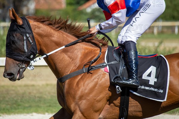 Race day at the racecourse in Hassloch, Palatinate. Cantering in in front of the Hassloch Mile (category D, 1, 600 metres) . Here Lilly-Marie Engels on Mr Virtuoso