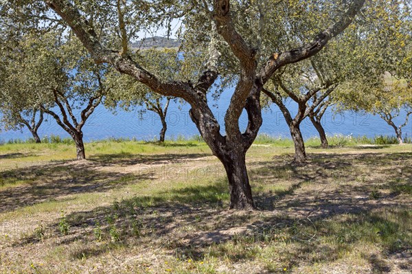 Ok tress on bank of reservoir lake at Mourao, Alentejo Central, Evora district, Portugal, southern Europe developed as a tourism attraction by the Portuguese government, Europe
