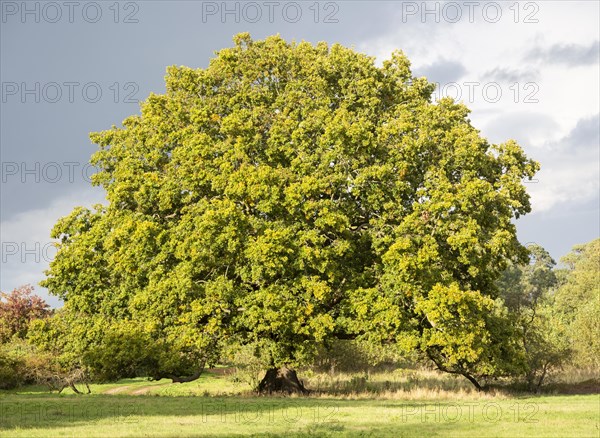 Large spreading single mature English oak tree, Quercus Robur, standing in field Methersgate, Suffolk, England, UK