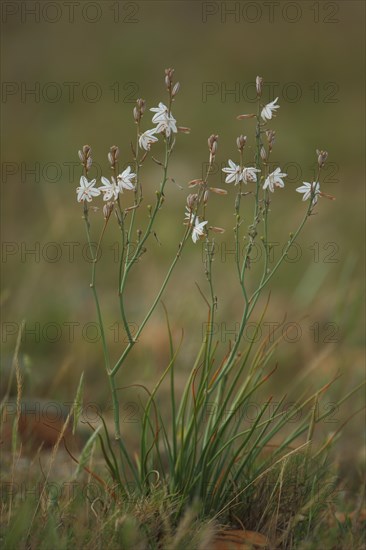 Onion-leafed asphodel (Asphodelus fistulosus), perennial, Affodil family, Asphodelaceae, Asparagales, plant, Peau de Meau, St Martin de Crau, Crau, France, Europe