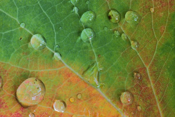 Leaf of downy birch (Betula pubescens), detail, macro, deciduous leaf, water drop, autumn, yellow, red, colourful, black bog, raised bog, biosphere reserve, UNESCO, low mountain range, Bavaria, Rhoen, Germany, Europe