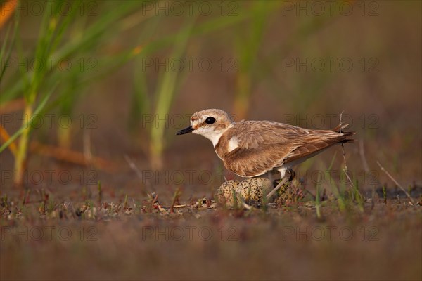 Kentish plover (Charadrius alexandrinus) Female breeding on the ground at the water's edge, Danube Delta Biosphere Reserve, Romania, Europe