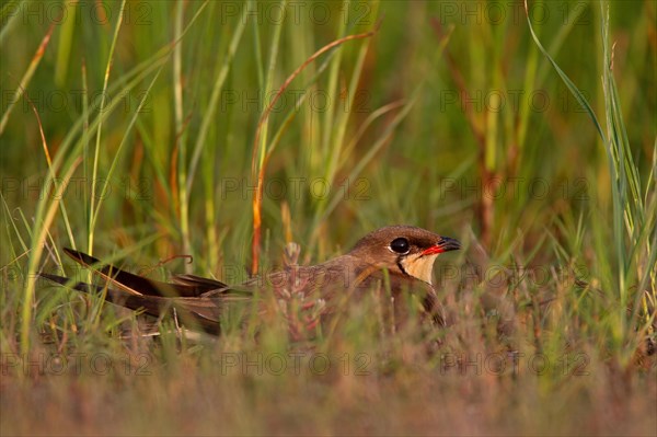 Collared pratincole (Glareola pratincola) on nest, Danube Delta Biosphere Reserve, Romania, Europe