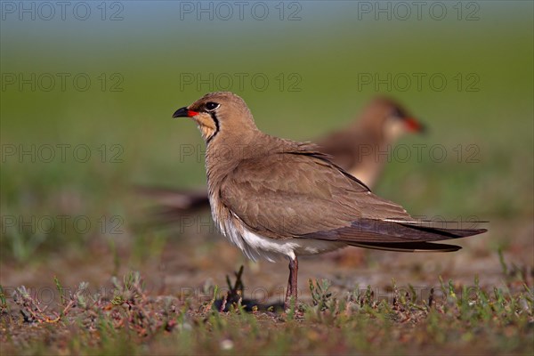 Collared pratincole (Glareola pratincola), Danube Delta Biosphere Reserve, Romania, Europe