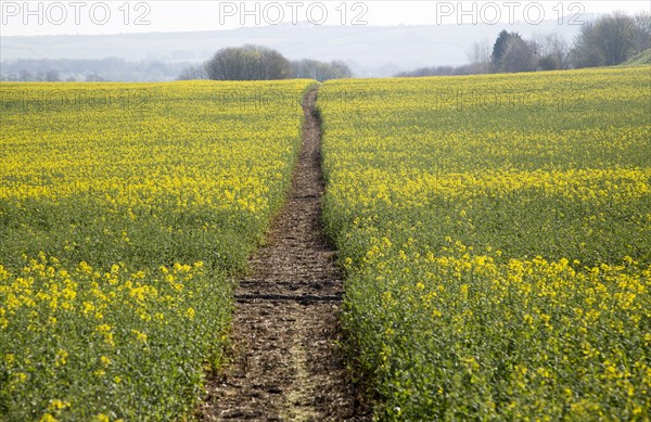 Footpath crossing filed of yellow flowering oilseed rape crop, near Wroughton, Wiltshire, England, UK