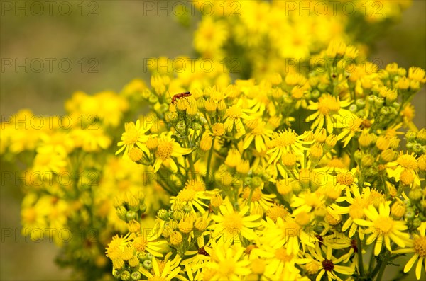 Yellow Common Ragwort flowers, Senecio jacobaea L., growing in Suffolk Sandlings, near Shottisham, Suffolk, England, UK