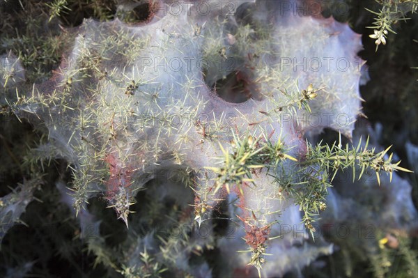 Tetranychus lintearius gorse spider mites in silk web on common gorse bush, Sutton Heath, Shottisham, Suffolk, England, UK