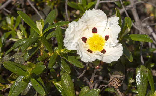 Gum cystic plant in flower, Cistus ladanifer sulcatus, growing on cliffs in Costa Vicentina Natural Park