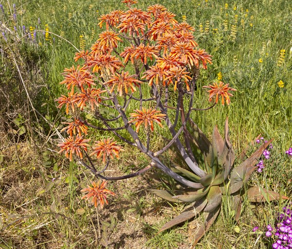 Aloe vera succulent cactus plant flowering, orange flowers, Rogil, Algarve, Portugal, Southern Europe, Europe