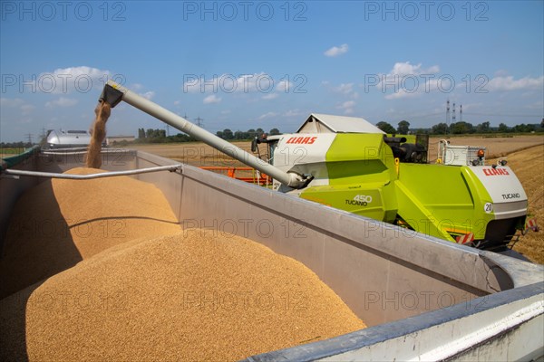 Grain harvest near Hockenheim, Baden-Wuerttemberg