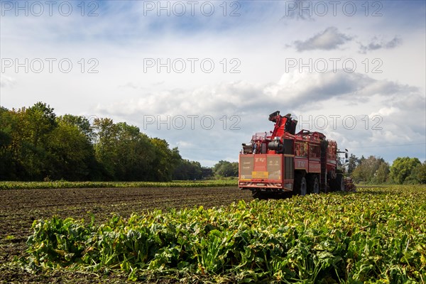 Sugar beet harvest in the Palatinate: The large mountains full of sugar beet at the edge of the field can be seen everywhere in autumn. A few days after the harvest, these sugar beets are loaded into the trailer of a lorry by a beet mouse and driven to the sugar beet factory in Offstein