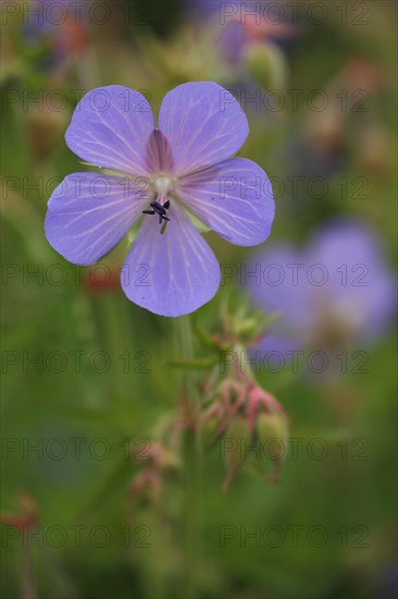 Flower of the meadow cranesbill (Geranium pratense), detail, Ostheim, Bavaria, Rhoen, Germany, Europe