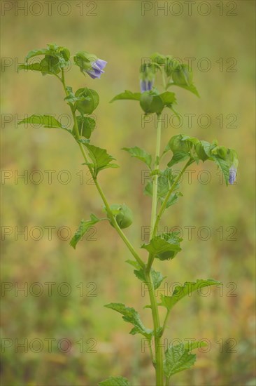 Bladder cherry (Physalis alkekengi), blossoms, twig, branch, nature photography, Wicker, Floersheim, Taunus, Hesse, Germany, Europe