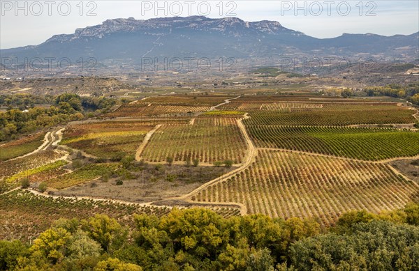 Autumn landscape looking over fields of grape vines, looking from Briones, La Rioja Alta, Spain, Europe