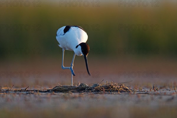 Black-capped avocet (Recurvirostra avosetta) Old bird over clutch, Danube Delta Biosphere Reserve, Romania, Europe