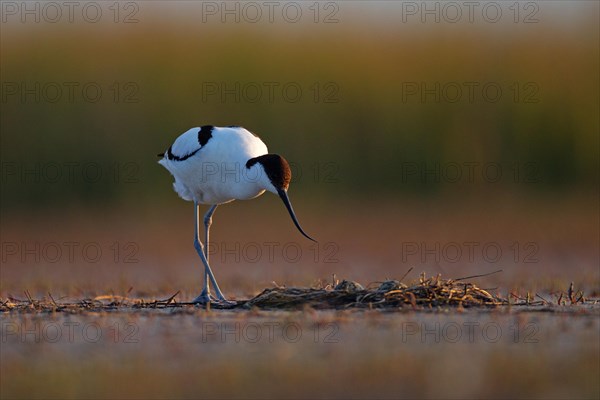 Black-capped avocet (Recurvirostra avosetta) Old bird over clutch, Danube Delta Biosphere Reserve, Romania, Europe