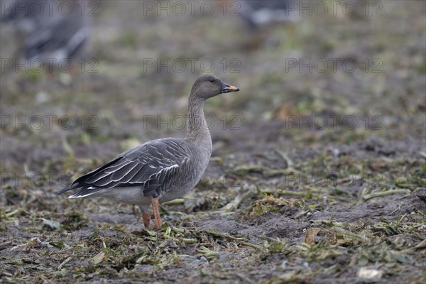 Bean goose (Anser fabalis), Texel, Netherlands