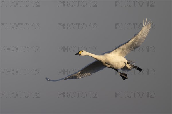 Tundra Swan, Texel, Netherlands