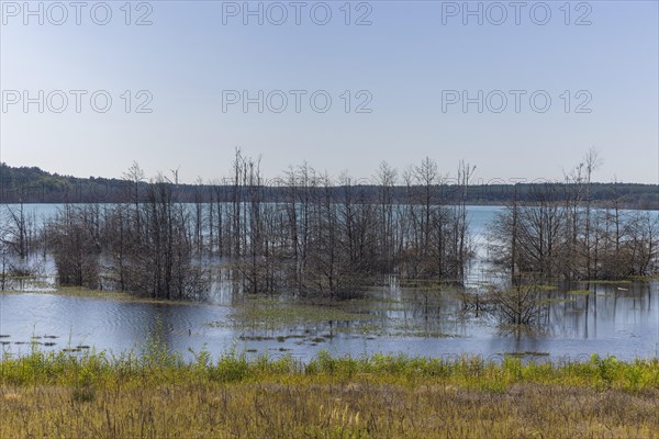 Lake Sedlitz is a lake in the Lusatian Lakeland chain of lakes and is located in the Brandenburg district of Oberspreewald-Lausitz in Lower Lusatia, right on the border with Saxony, Senftenberg, Brandenburg, Germany, Europe