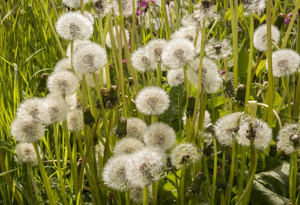 Close up, dandelion seed heads, Taraxacum, chalk upland grassland Salisbury Plain, near Tilshead, Wiltshire, England, UK