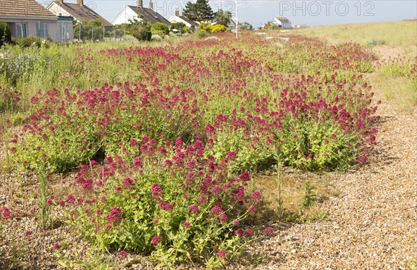 Valerian flowering, Valeriana officinalis, growing vegetated shingle beach, Shingle Street, Hollesley, Suffolk, England, UK