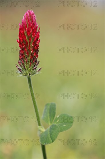 Crimson clover (Trifolium incarnatum) with stem and flower, shamrock, nature photography, Breitenbrunn, Lake Neusiedl, Burgenland, Austria, Europe