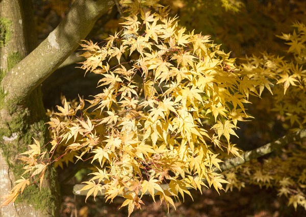 Japanese maple tree in autumn colour, Acer Palmatum, National arboretum, Westonbirt arboretum, Gloucestershire, England, UK