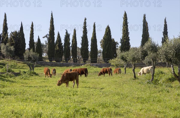 Cows grazing in field in countryside near Evora, Baixo Alentejo, Almendras, near Evora, Portugal, Southern Europe, Europe
