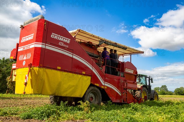 Agriculture harvest of industrial potatoes in the Palatinate. In contrast to table potatoes, these potatoes are processed into crisps, French fries, etc. (Schifferstadt, Germany, 08/07/2022), Europe