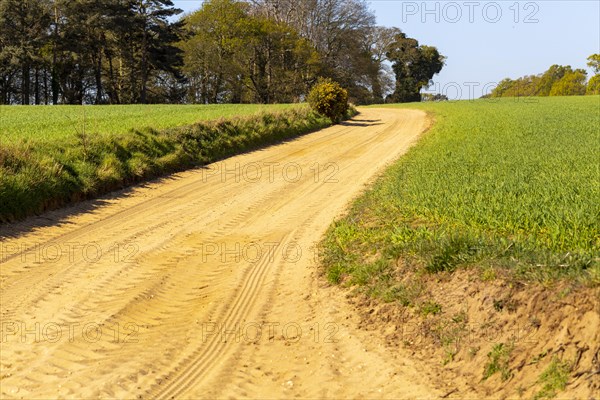 Sandy track in farmland of Suffolk Sandlings, Sutton Heath, Suffolk, England, UK