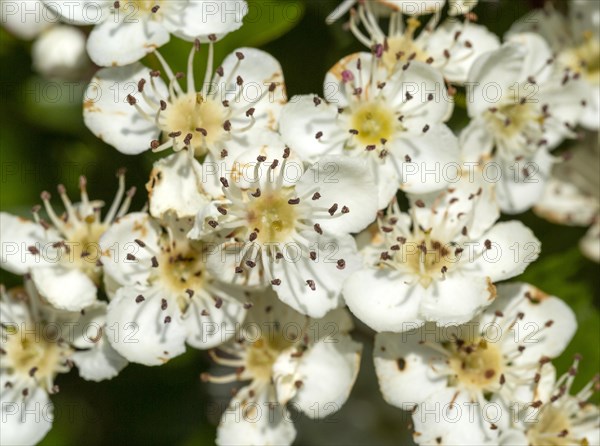Macro close up hawthorn tree Crataegus monogyna flowers
