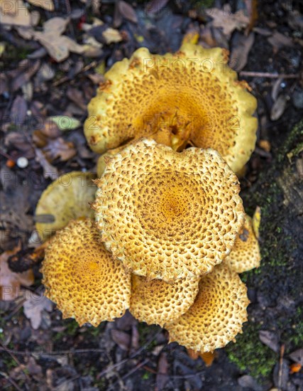 Shaggy Pholiota Squarrosa fungus growing under ancient oak tree, Butley, Suffolk, England, UK