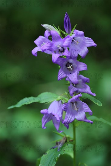 Wide-leaved bellflower (Campanula latifolia), Kesselrain, Lange Rhoen, biosphere reserve, UNESCO, low mountain range, Hesse, Rhoen, Germany, Europe